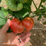 Slicing Tomato Seeds - Blue Ridge Mountain - Sow True Seed