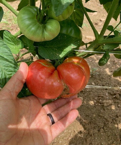 Slicing Tomato Seeds - Blue Ridge Mountain - Sow True Seed