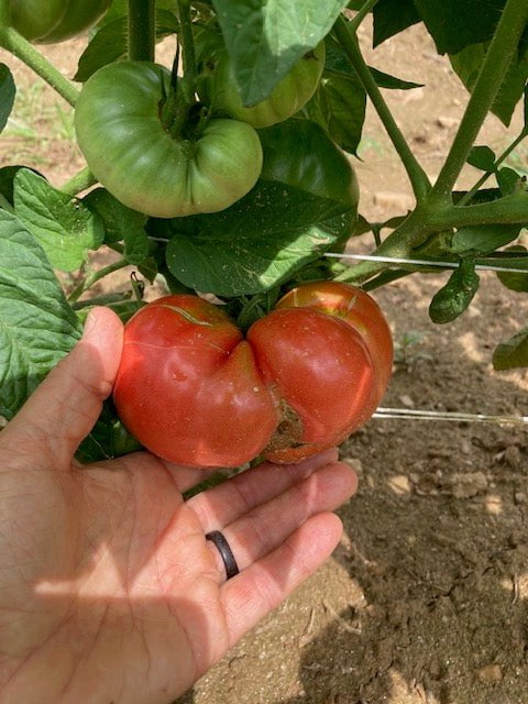 Slicing Tomato Seeds - Blue Ridge Mountain - Sow True Seed