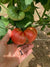 Slicing Tomato Seeds - Blue Ridge Mountain