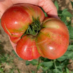 Slicing Tomato Seeds - Blue Ridge Mountain - Sow True Seed