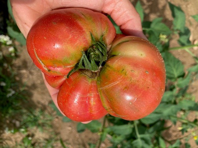Slicing Tomato Seeds - Blue Ridge Mountain - Sow True Seed