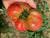 Slicing Tomato Seeds - Blue Ridge Mountain