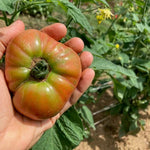 Slicing Tomato Seeds - Blue Ridge Mountain - Sow True Seed