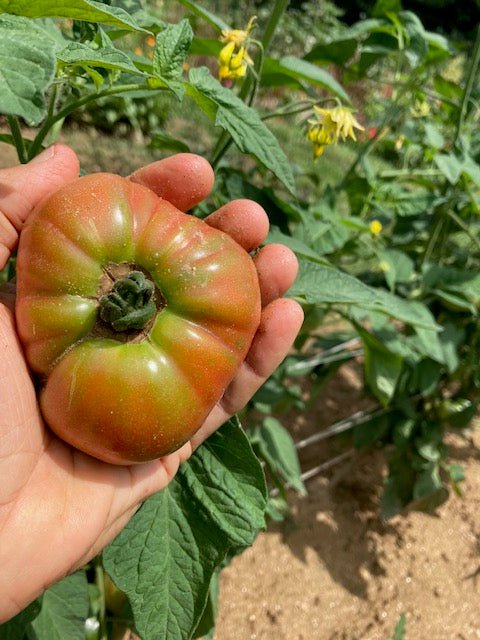 Slicing Tomato Seeds - Blue Ridge Mountain - Sow True Seed