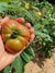 Slicing Tomato Seeds - Blue Ridge Mountain