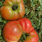 Slicing Tomato Seeds - Blue Ridge Mountain - Sow True Seed