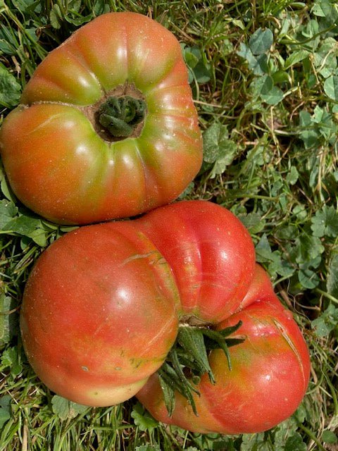 Slicing Tomato Seeds - Blue Ridge Mountain - Sow True Seed