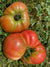 Slicing Tomato Seeds - Blue Ridge Mountain