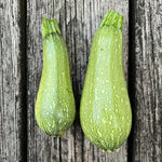 Summer Squash Seeds - Grey Zucchini - Sow True Seed