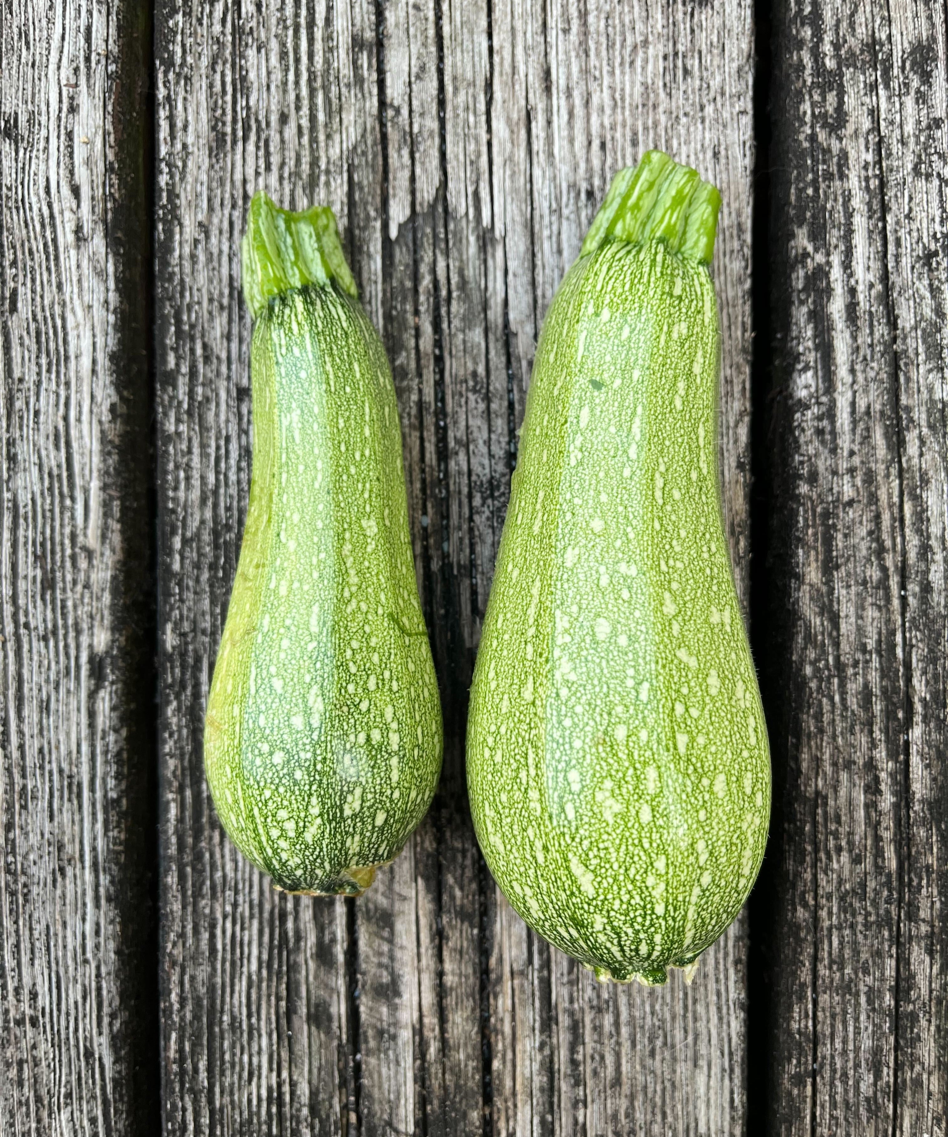 Summer Squash Seeds - Grey Zucchini - Sow True Seed