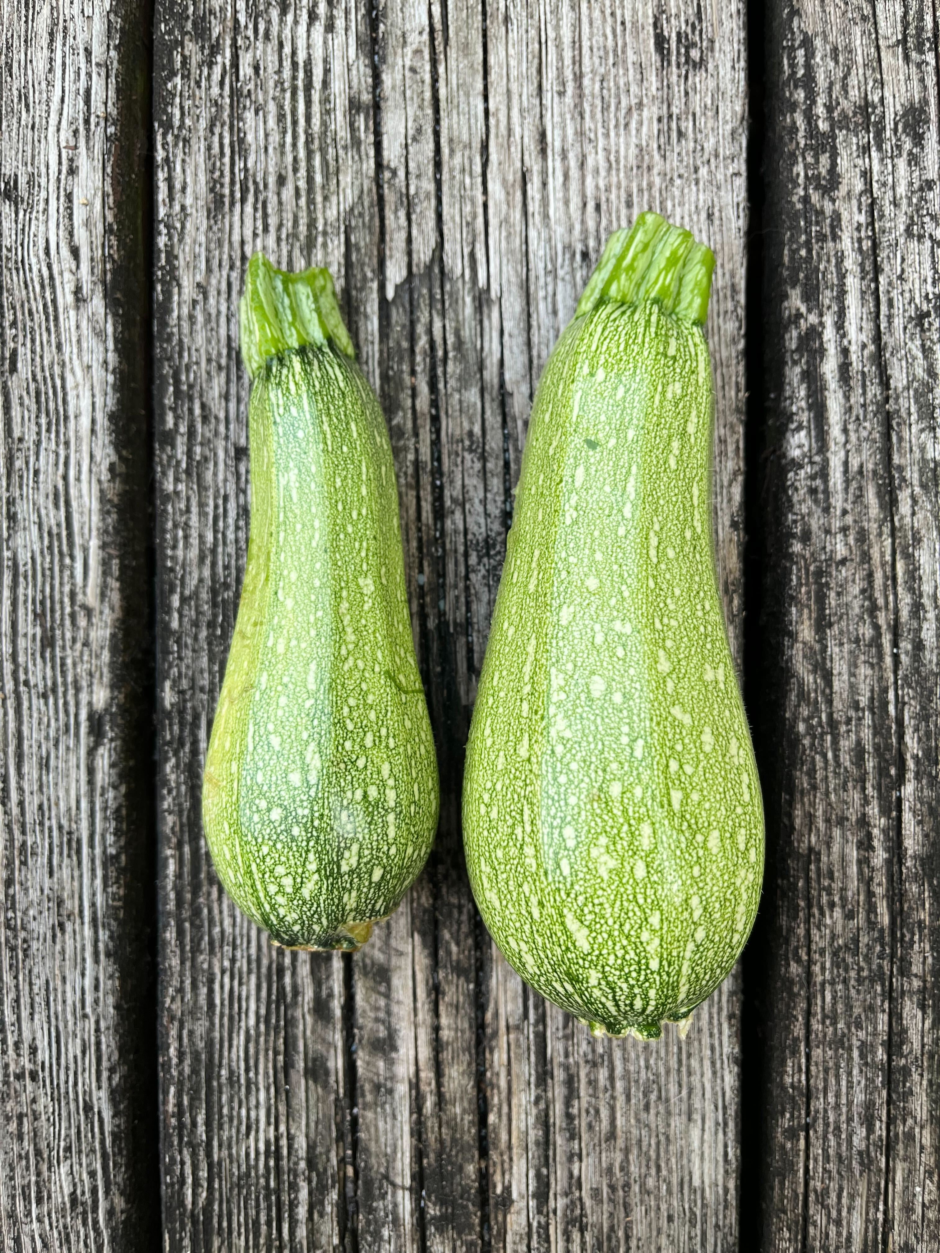 Summer Squash Seeds - Grey Zucchini - Sow True Seed