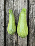 Summer Squash Seeds - Grey Zucchini