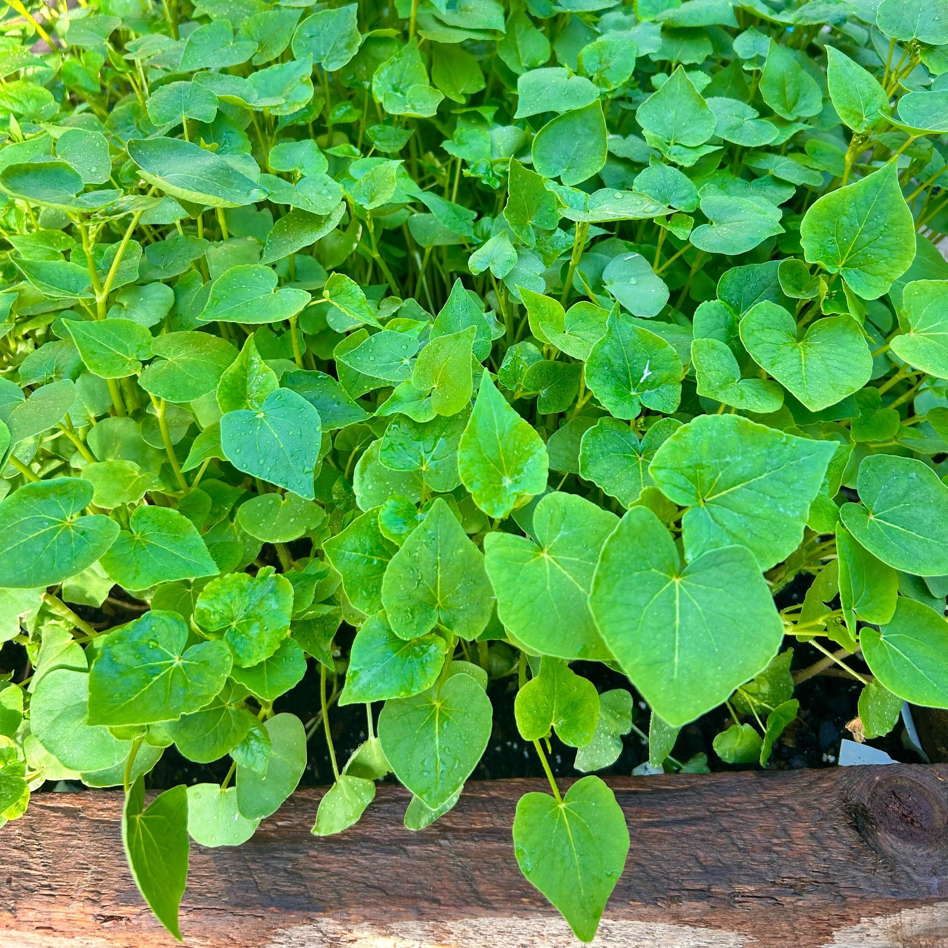 buckwheat seeds for planting Cover Crop