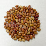 Bush Bean Seeds - Old Joe Clark - Sow True Seed