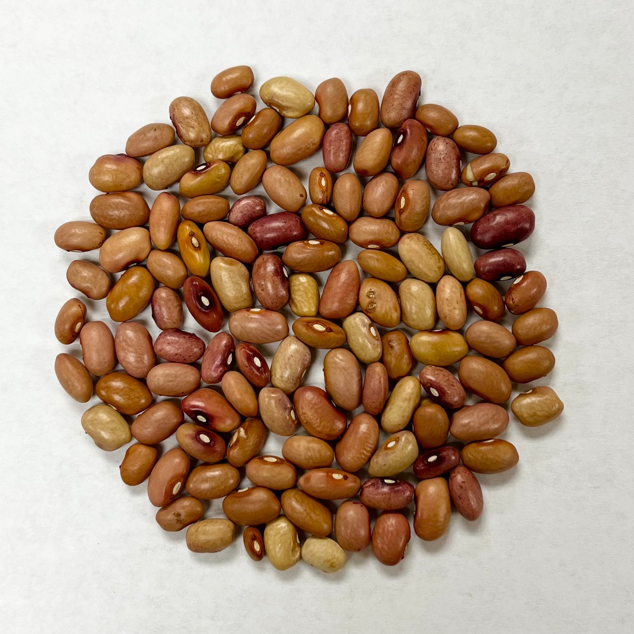 Bush Bean Seeds - Old Joe Clark - Sow True Seed