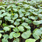 Cover Crop - Buckwheat - Sow True Seed