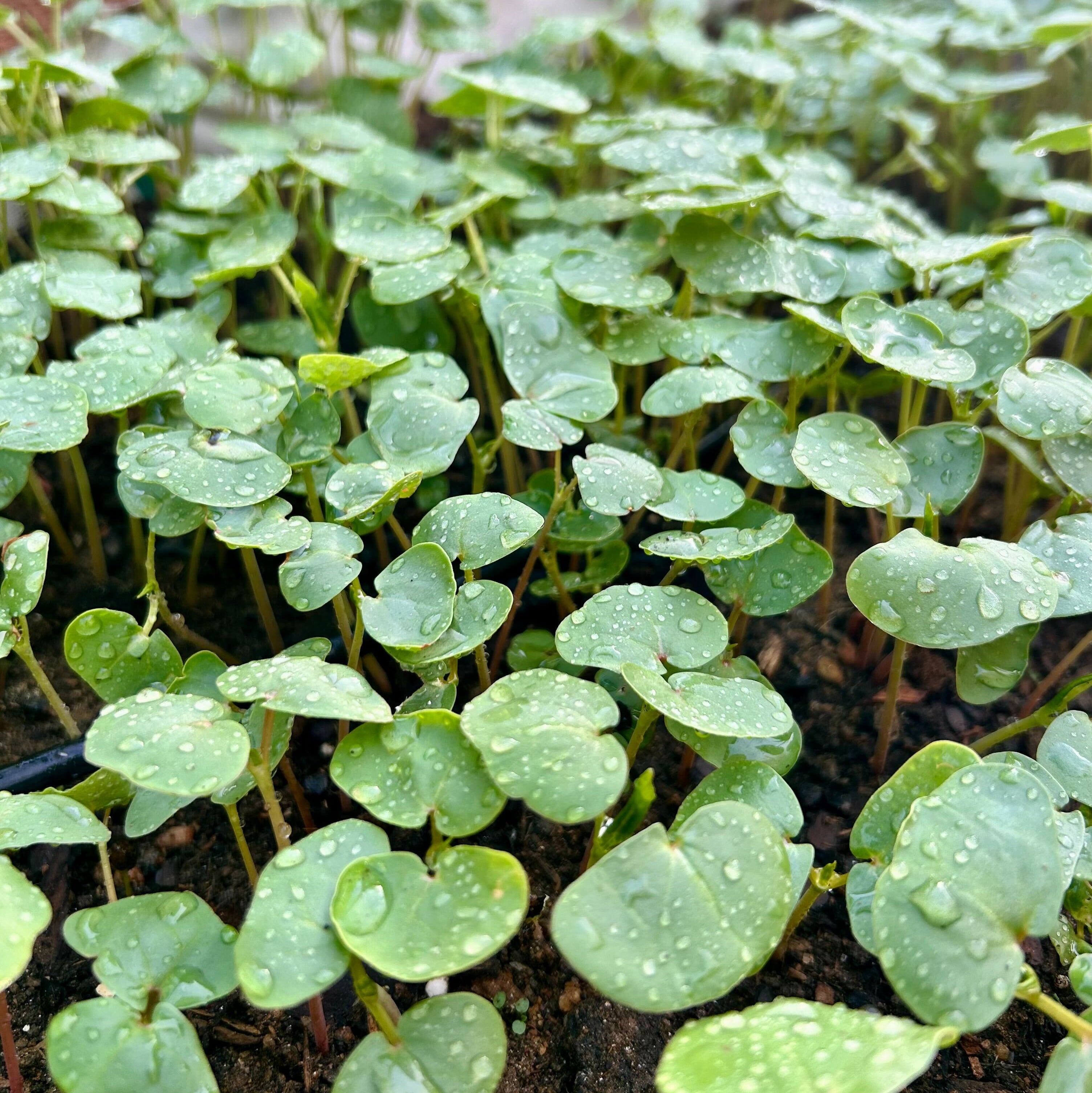 Cover Crop - Buckwheat - Sow True Seed