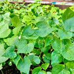 Cover Crop - Buckwheat - Sow True Seed