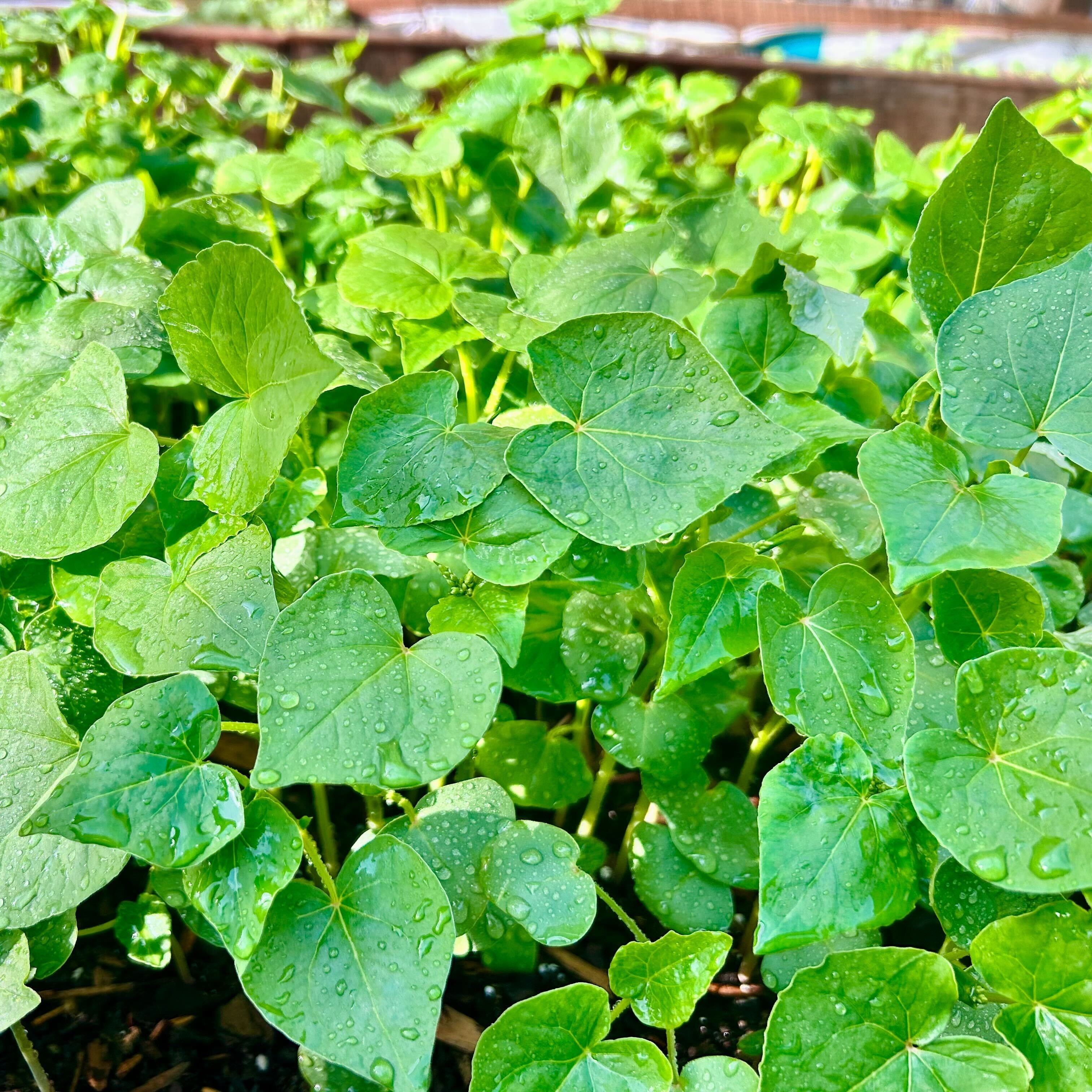 Cover Crop - Buckwheat - Sow True Seed
