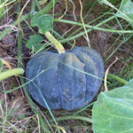 Winter Squash Seeds - Black Futsu - Sow True Seed