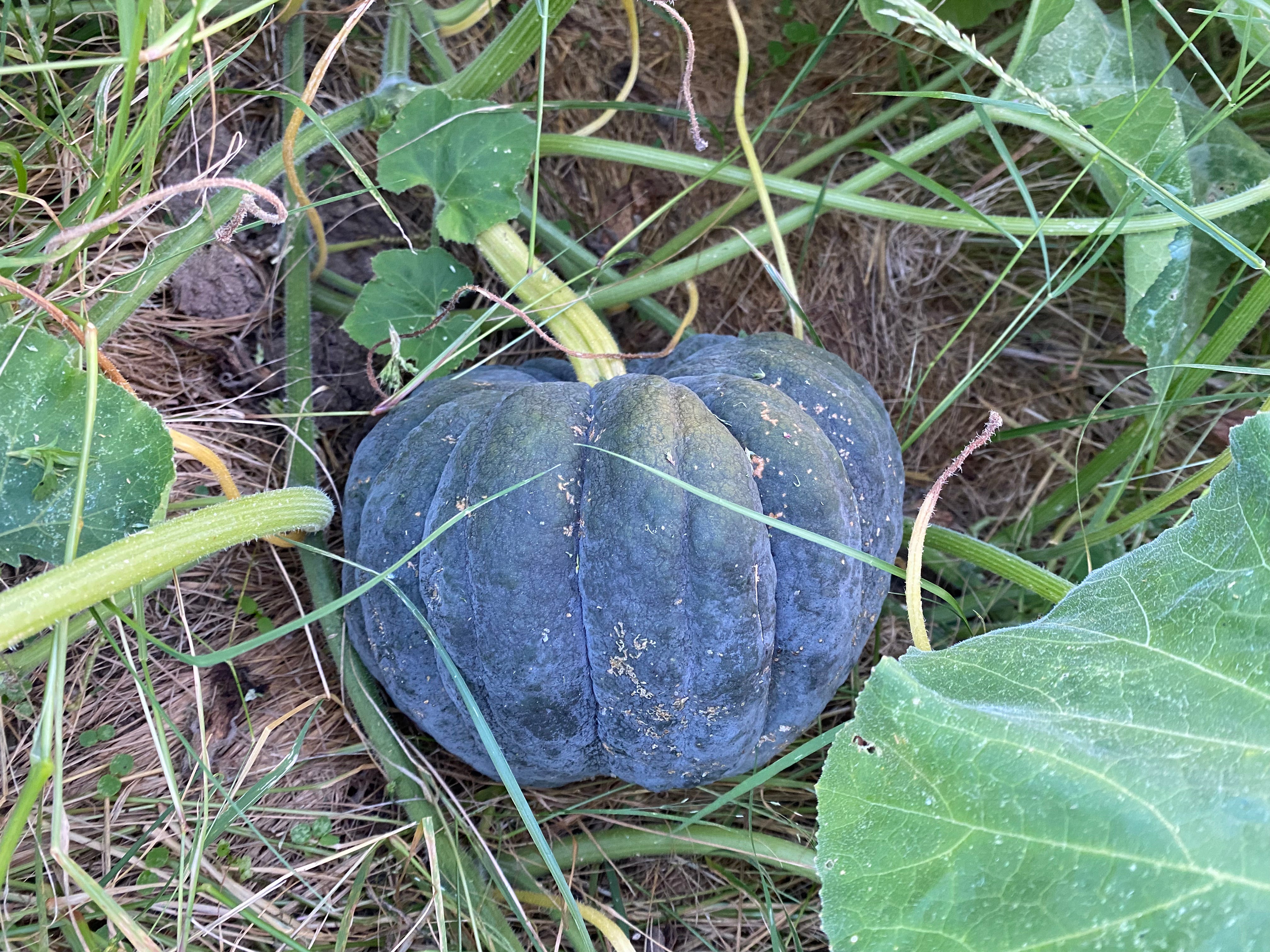 Winter Squash Seeds - Black Futsu - Sow True Seed