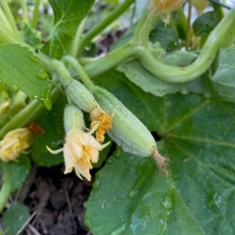 Armstrong Early Cluster cucumber 