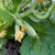 Armstrong Early Cluster cucumber 