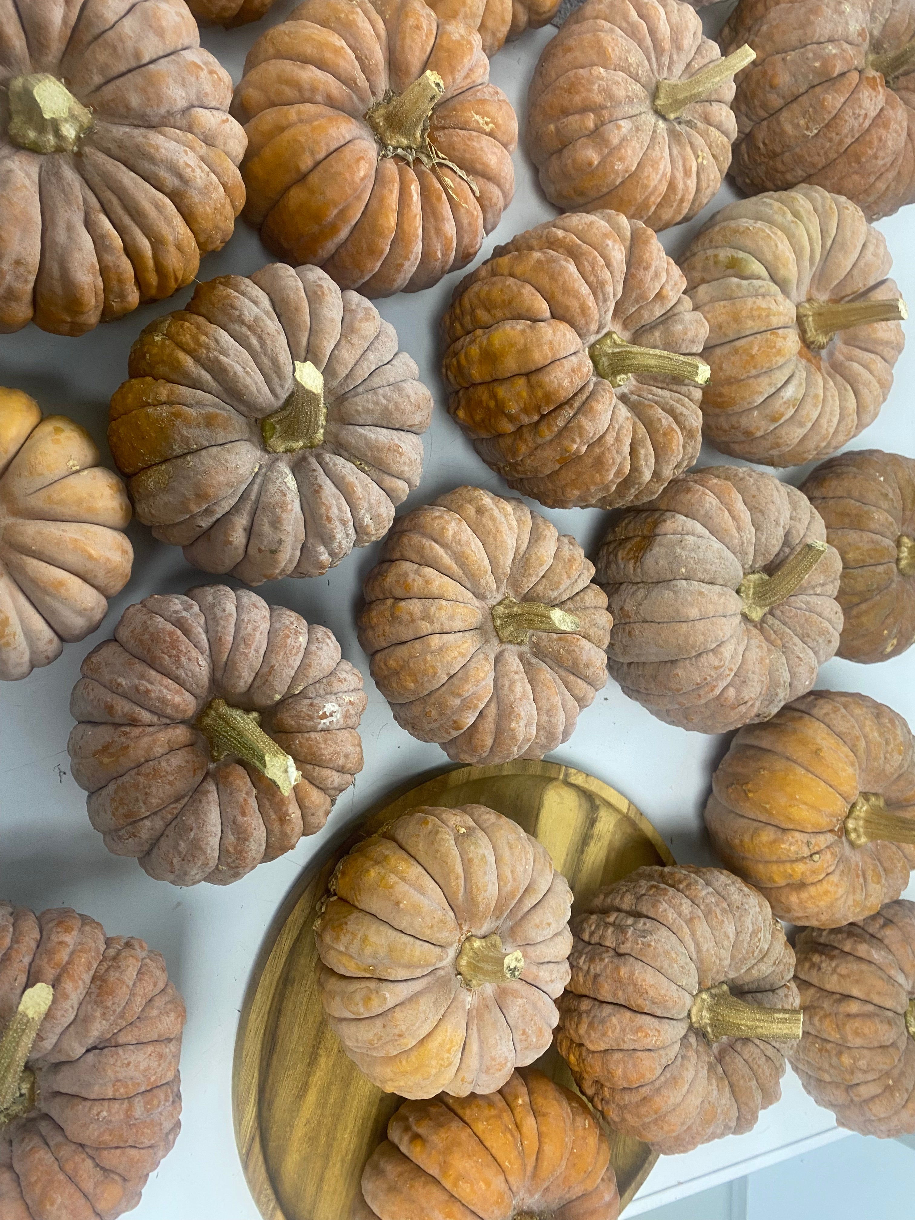 Winter Squash Seeds - Black Futsu - Sow True Seed