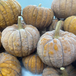 Winter Squash Seeds - Black Futsu - Sow True Seed