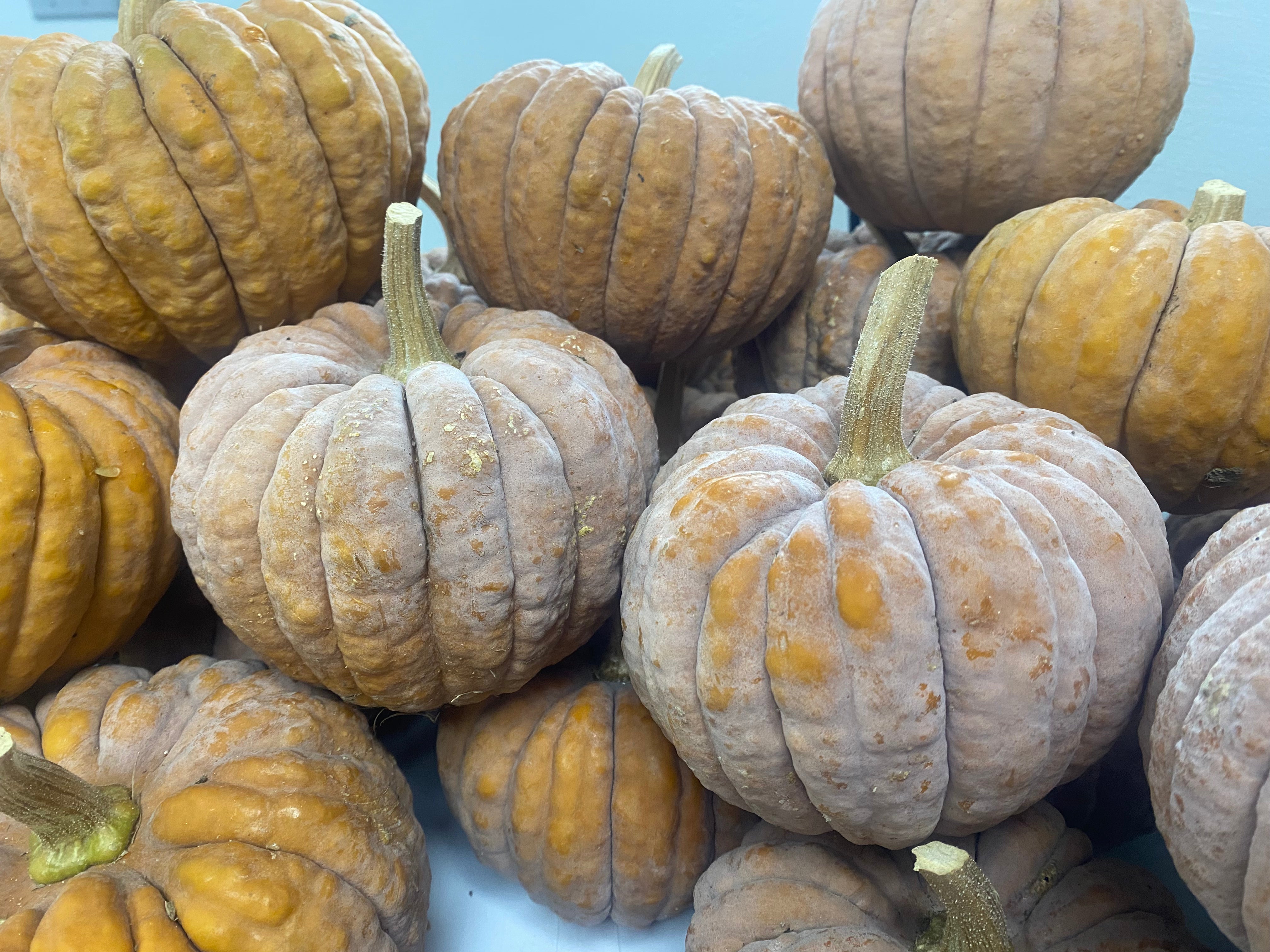 Winter Squash Seeds - Black Futsu - Sow True Seed
