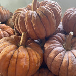 Winter Squash Seeds - Black Futsu - Sow True Seed