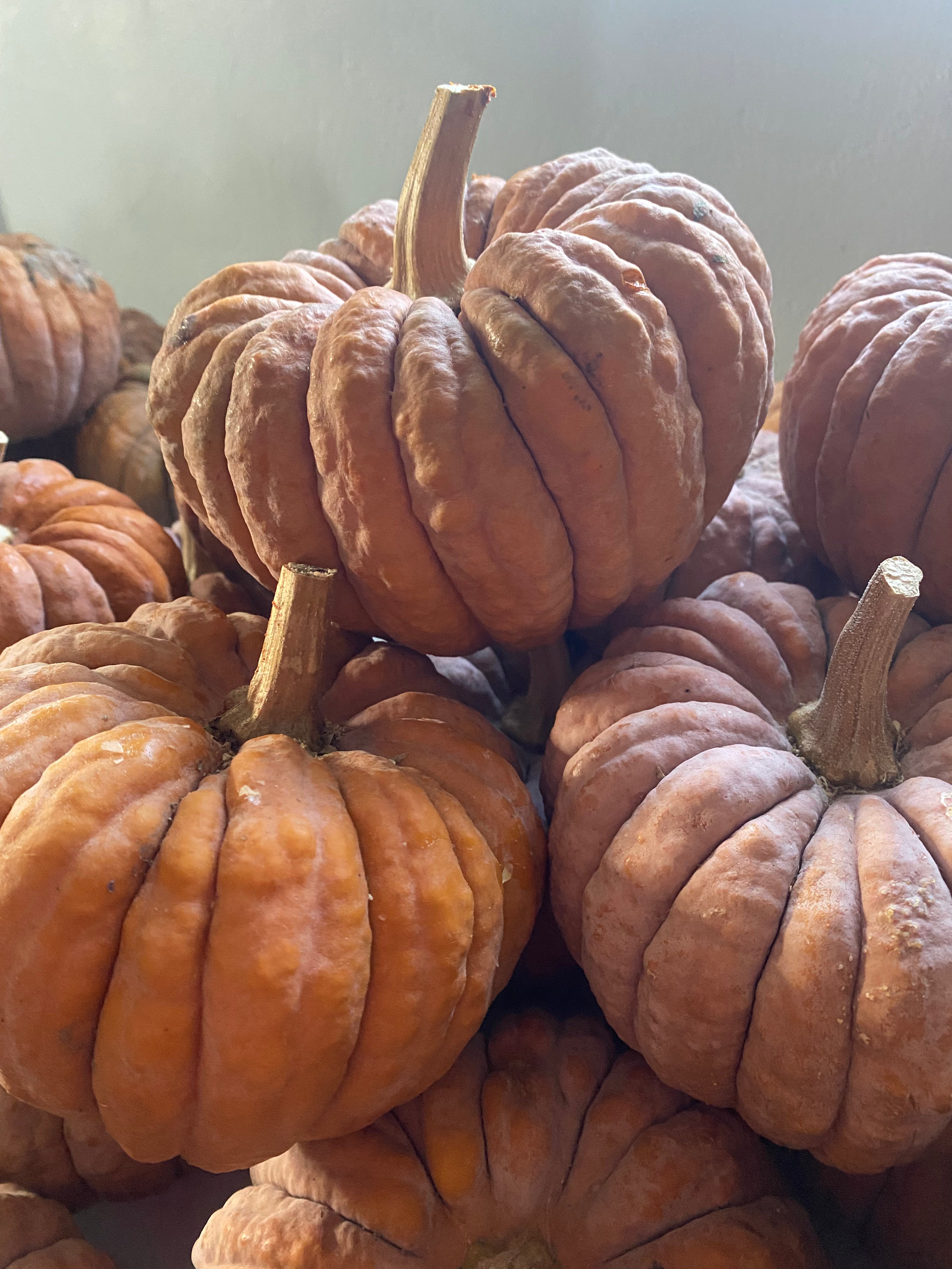 Winter Squash Seeds - Black Futsu - Sow True Seed
