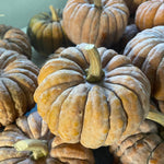 Winter Squash Seeds - Black Futsu - Sow True Seed