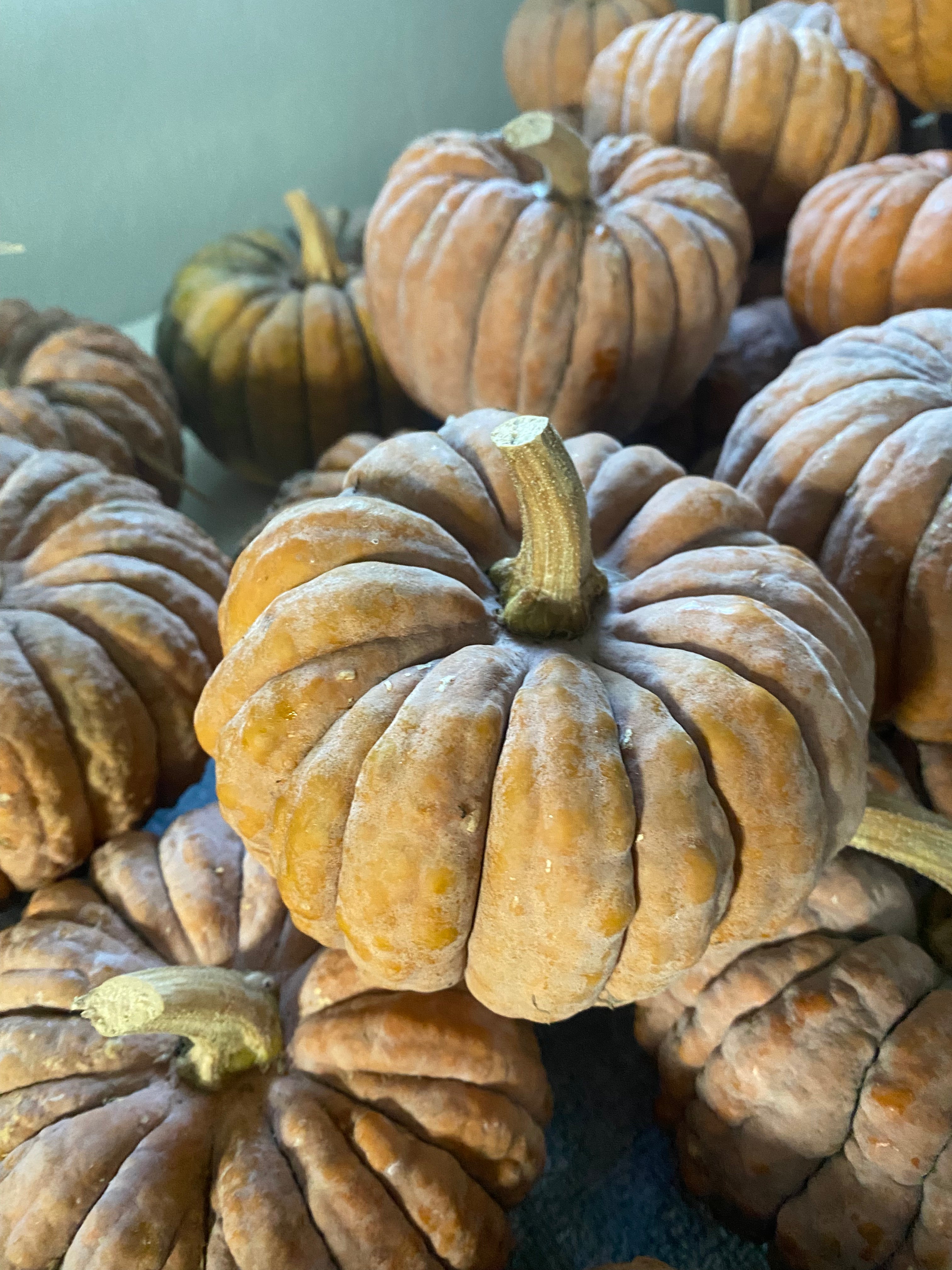 Winter Squash Seeds - Black Futsu - Sow True Seed