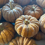 Winter Squash Seeds - Black Futsu - Sow True Seed