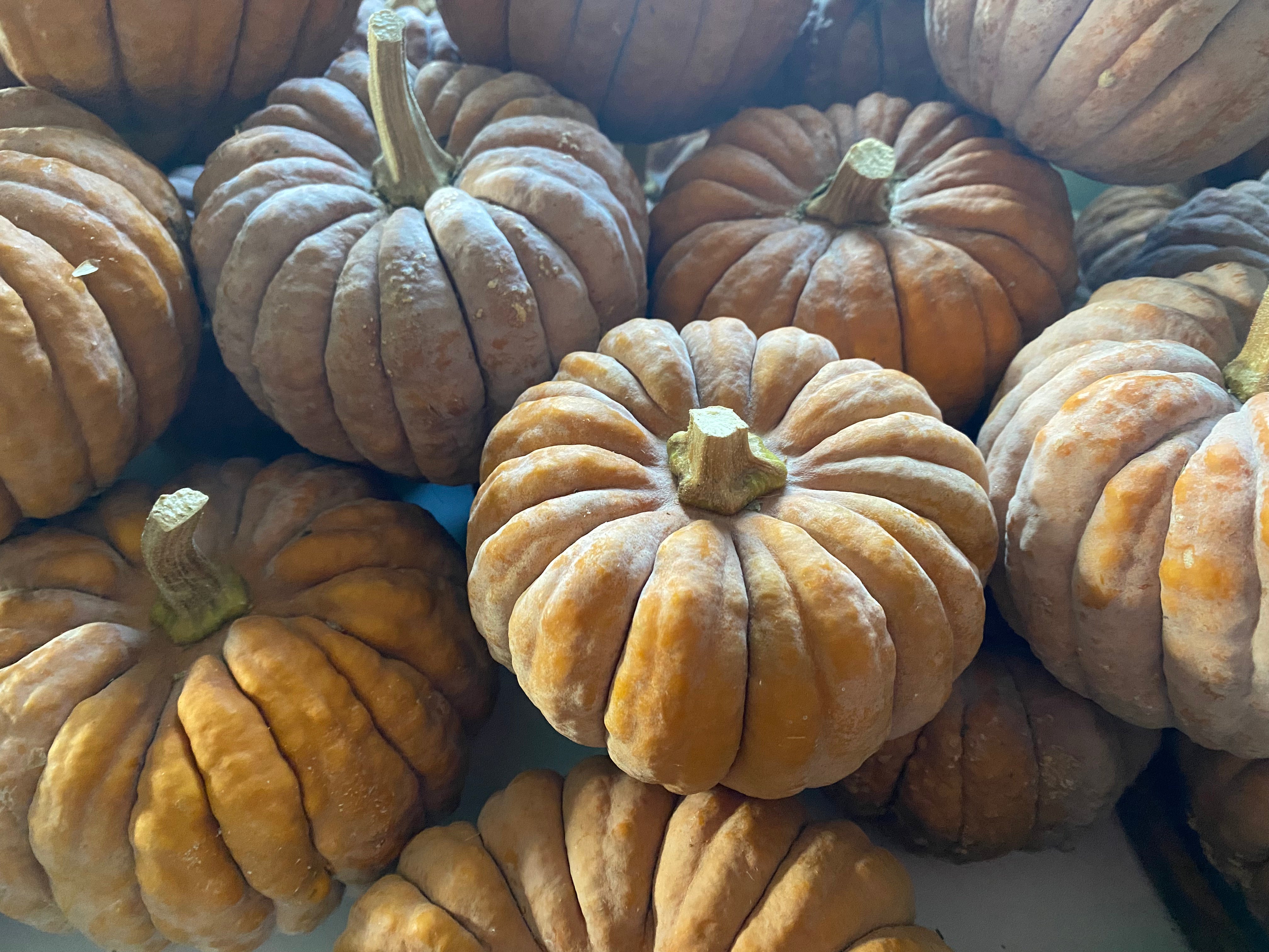 Winter Squash Seeds - Black Futsu - Sow True Seed