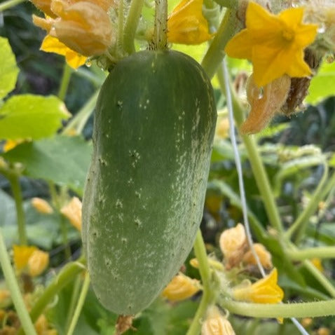 Armstrong Early Cluster cucumber