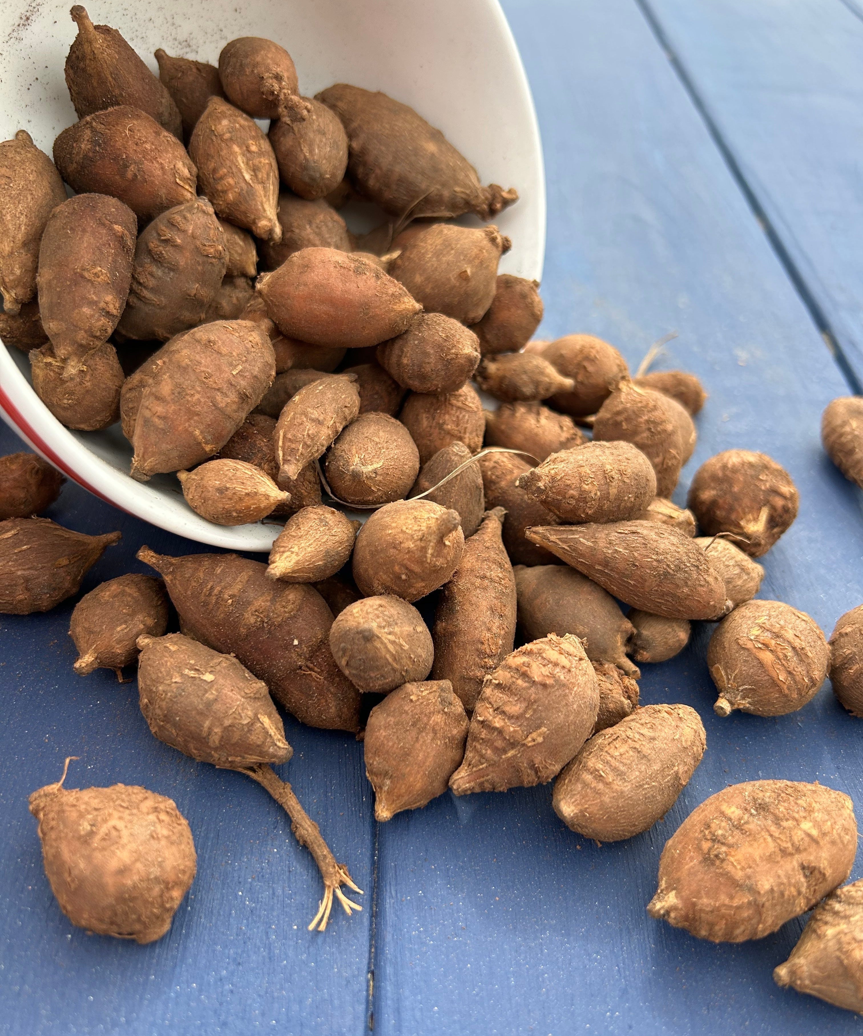 American Groundnut Tubers - Sow True Seed