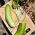 Slicing Cucumber Seeds  - South Wind Slicer