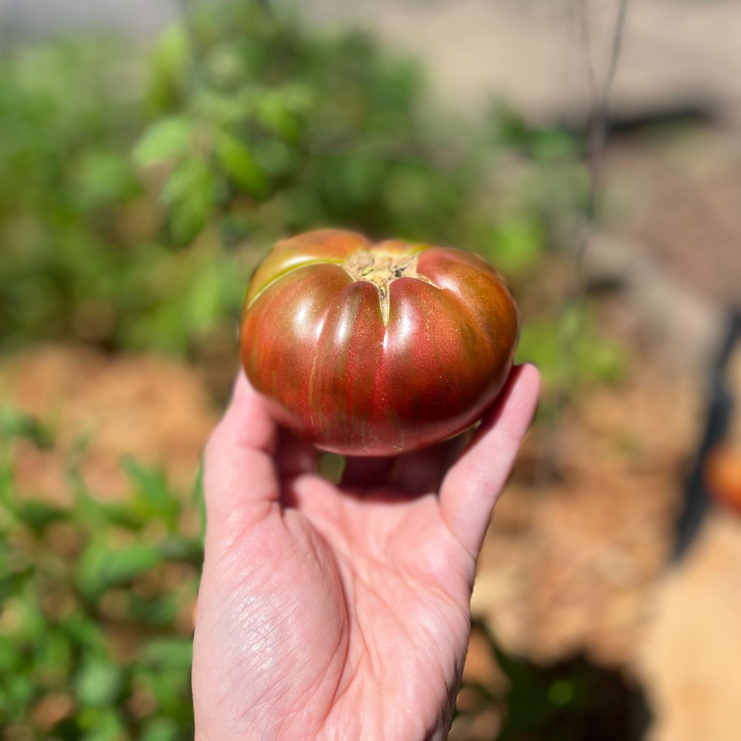 Slicing Tomato Seeds - Dwarf Tennessee Suited - Sow True Seed