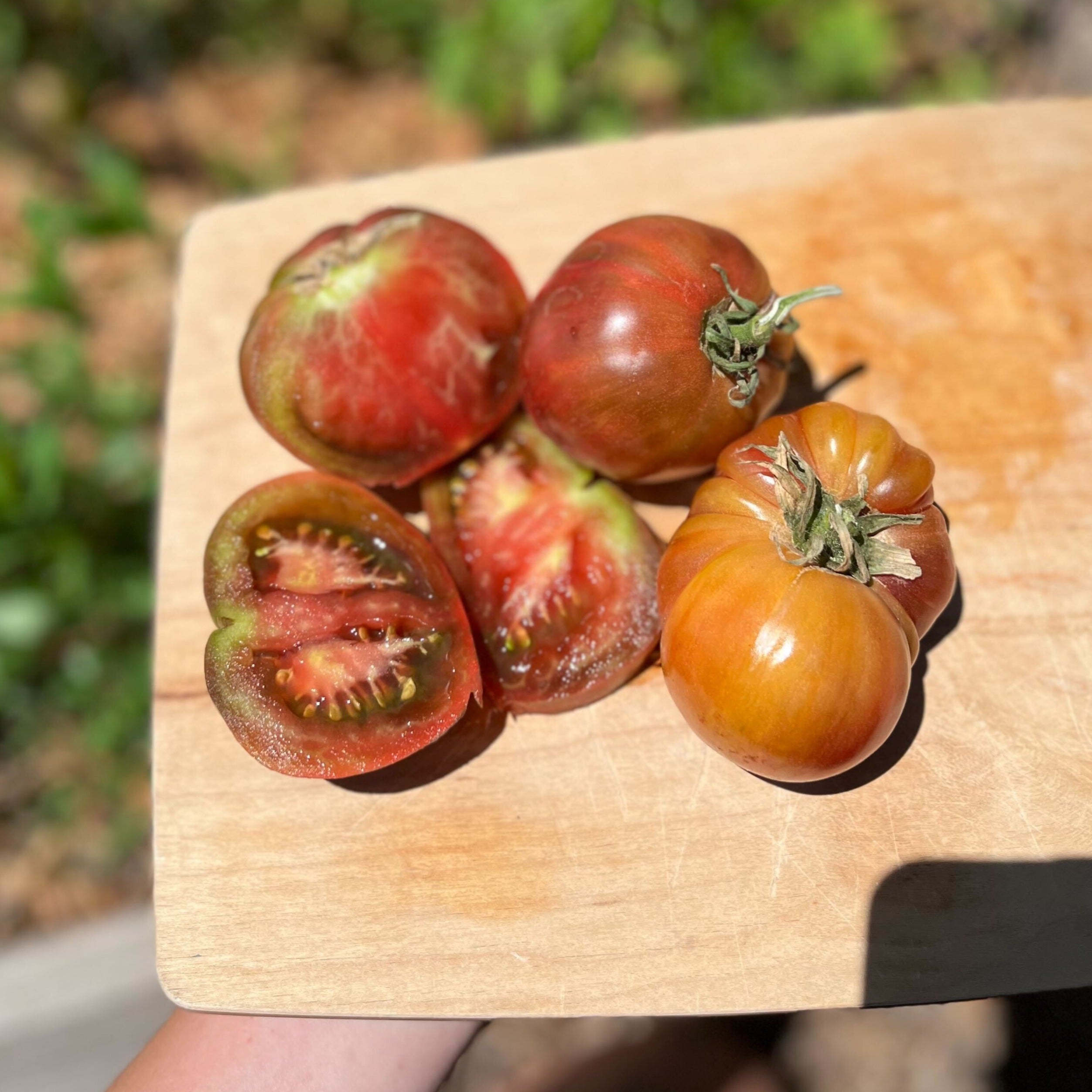 Slicing Tomato Seeds - Dwarf Tennessee Suited - Sow True Seed