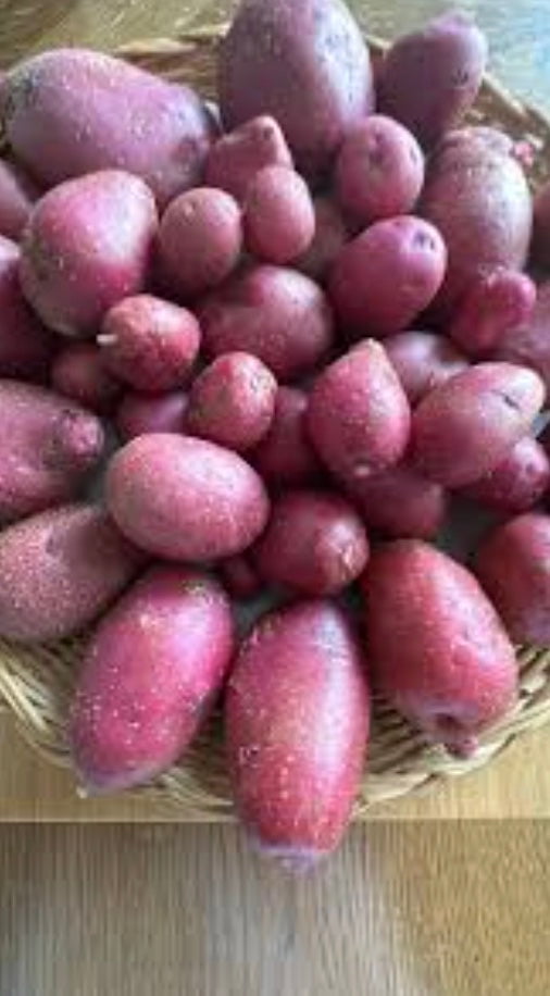 mountain rose potato seed Terra Rosa Organically Grown Seed Potato | Sow True Seed