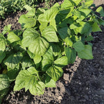 Bush Bean Seeds - Kentucky Dreamer - Sow True Seed
