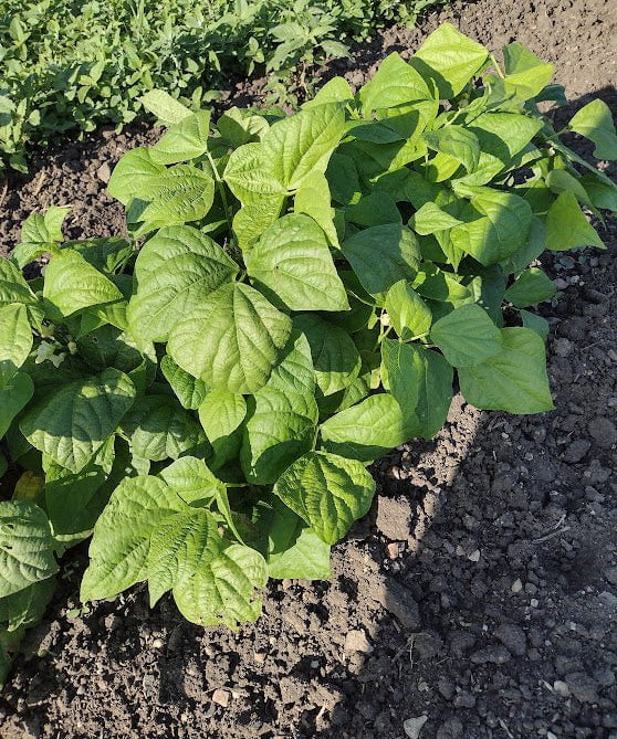 Bush Bean Seeds - Kentucky Dreamer - Sow True Seed