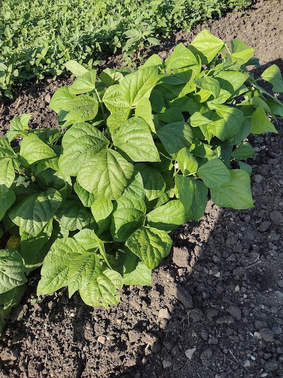 Bush Bean Seeds - Kentucky Dreamer - Sow True Seed