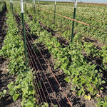 Pole Bean Seeds - Lazy Wife Greasy - Sow True Seed