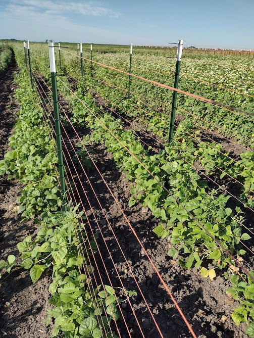 Pole Bean Seeds - Lazy Wife Greasy - Sow True Seed