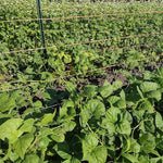 Pole Bean Seeds - Lazy Wife Greasy - Sow True Seed