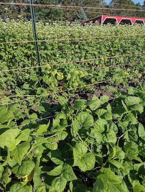 Pole Bean Seeds - Lazy Wife Greasy - Sow True Seed